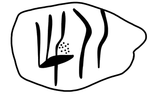 Tracing of HT Wa 1009