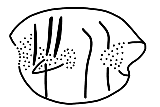 Tracing of HT Wa 1011