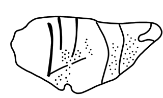 Tracing of HT Wa 1013