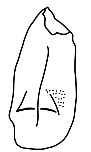 Tracing of HT Wa 1244
