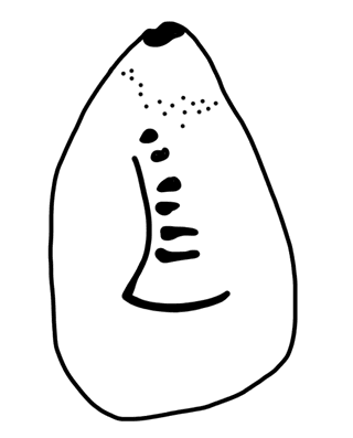 Tracing of HT Wa 1294