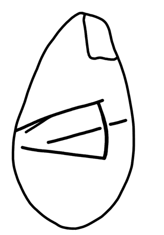 Tracing of HT Wa 1584