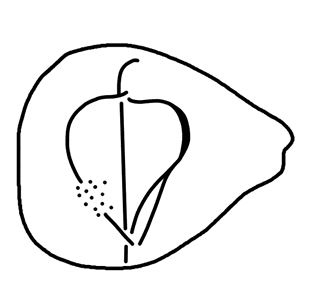 Tracing of HT Wa 1587