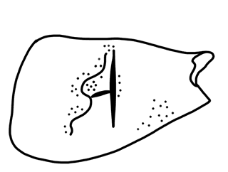 Tracing of HT Wa 1751