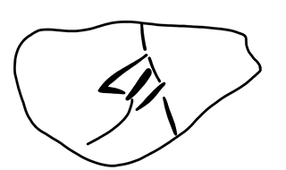 Tracing of HT Wa 1754