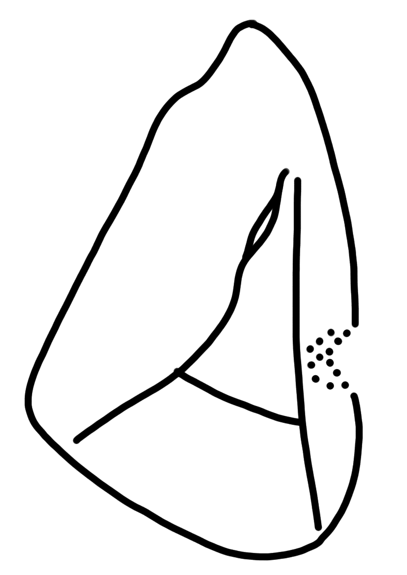 Tracing of HT Wa 1809