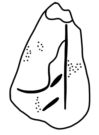 Tracing of HT Wa 1816