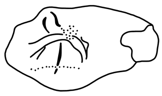 Tracing of HT Wa 1850