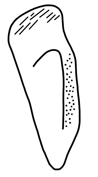 Tracing of HT Wc 3019-latus