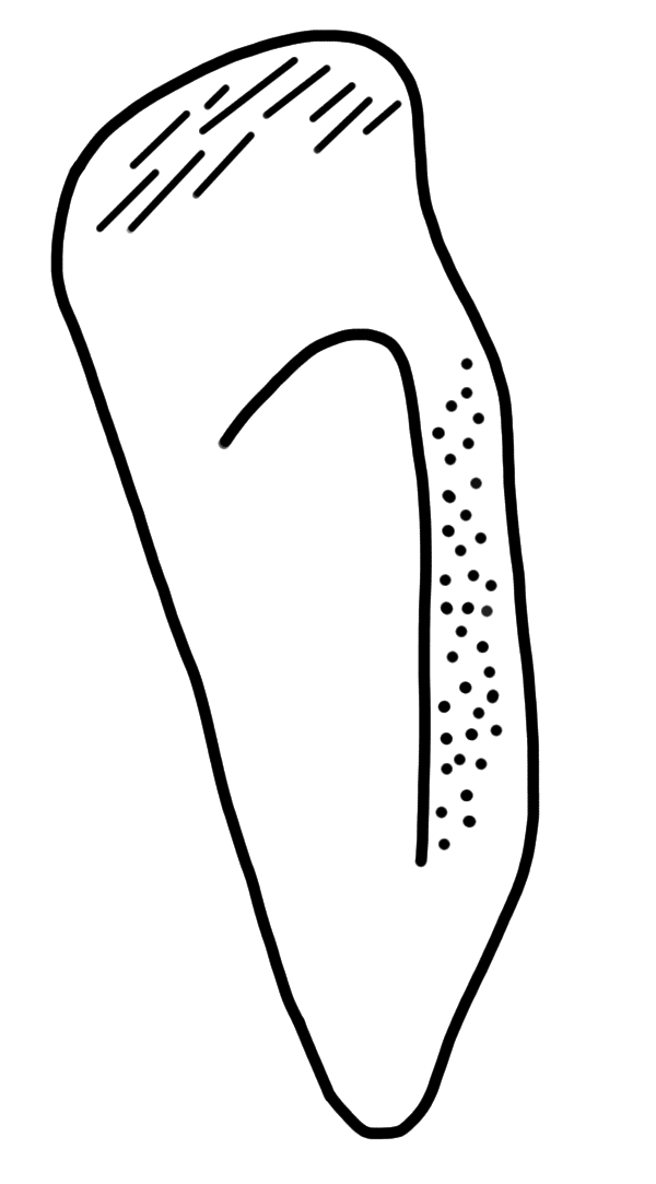 Tracing of HT Wc 3019-latus