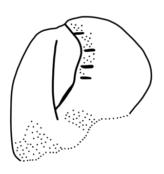 Tracing of KH Wa 1005