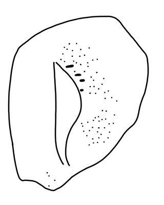 Tracing of KH Wa 1009