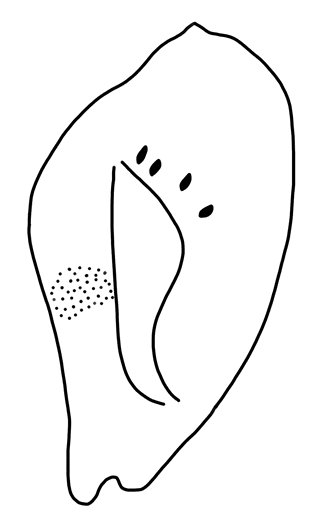 Tracing of KH Wa 1010