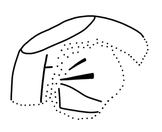 Tracing of PH Wb 33a
